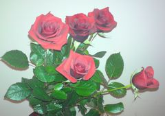 Dla wszystkich Kobiet w dniu ich święta... :)