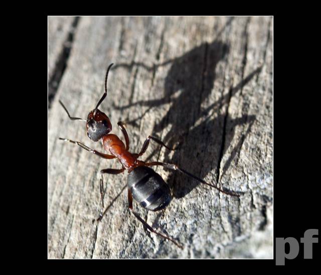 MRÓWA CZUWA WIOSENNIE - panfoto