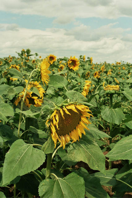 Dawno temu - konieckropki