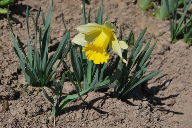 DSC_0712.JPG - baandytyy