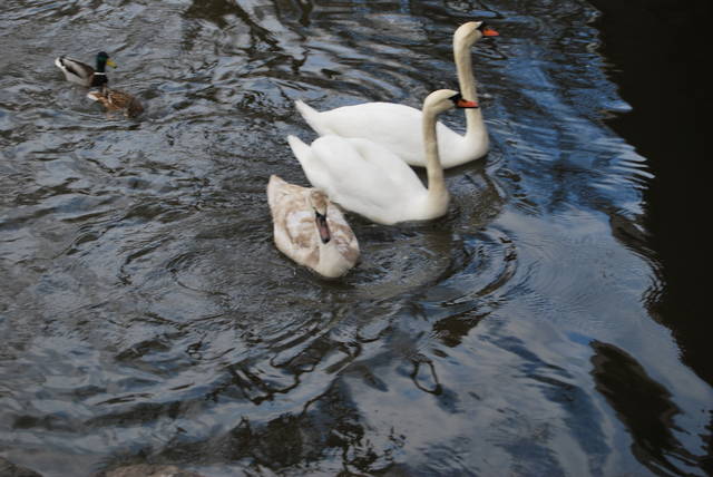 DSC_1267.JPG - baandytyy