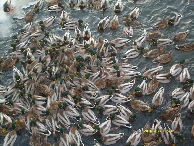 Obraz 888.jpg - baandytyy