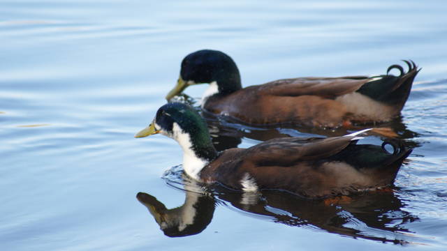 kaczuszki - robal202