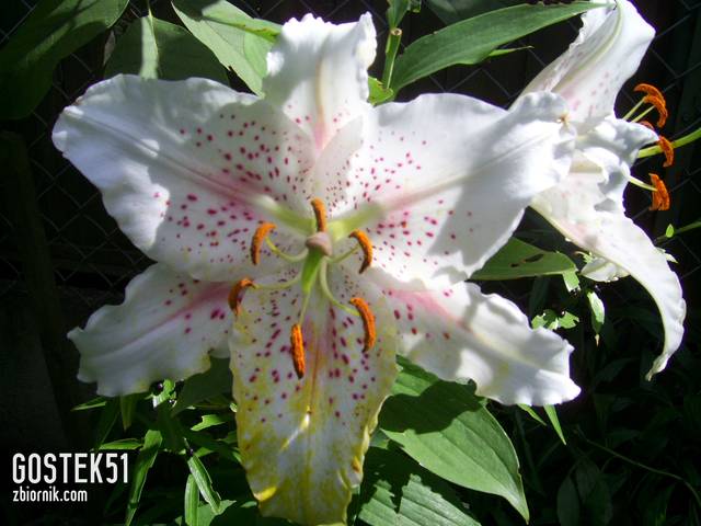 PIC_0129.JPG - Gostek51