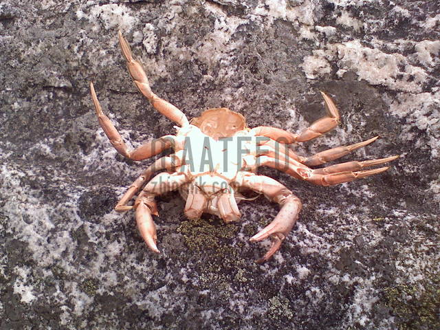 071310193913.jpg - maateeo