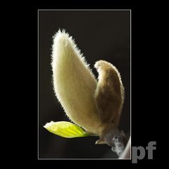 DELIKATNIE WŁOCHATY