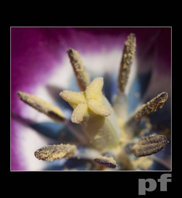 ZNOWU PRĘCIK - panfoto