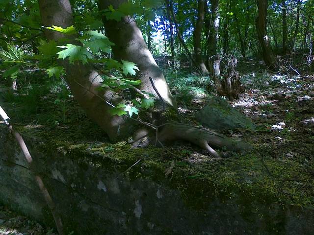 Do góry nogami? - cartagina