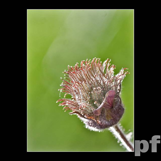 ZALOTNIE WŁOCHATY - panfoto