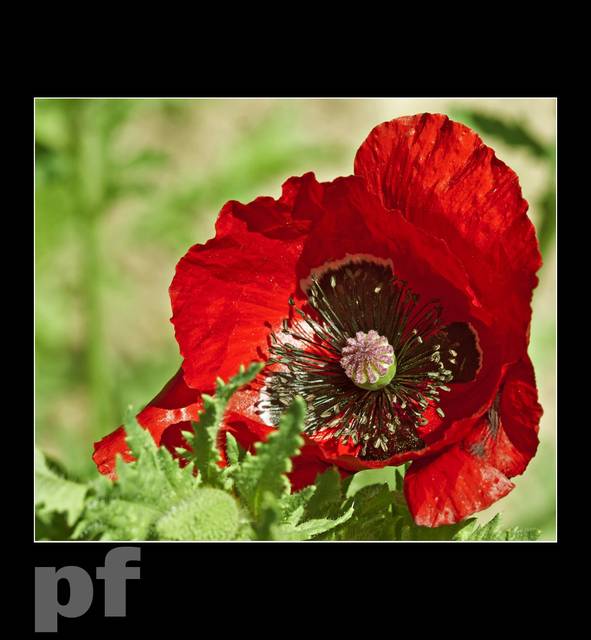 ZACZERWIENIŁEM SIĘ - panfoto