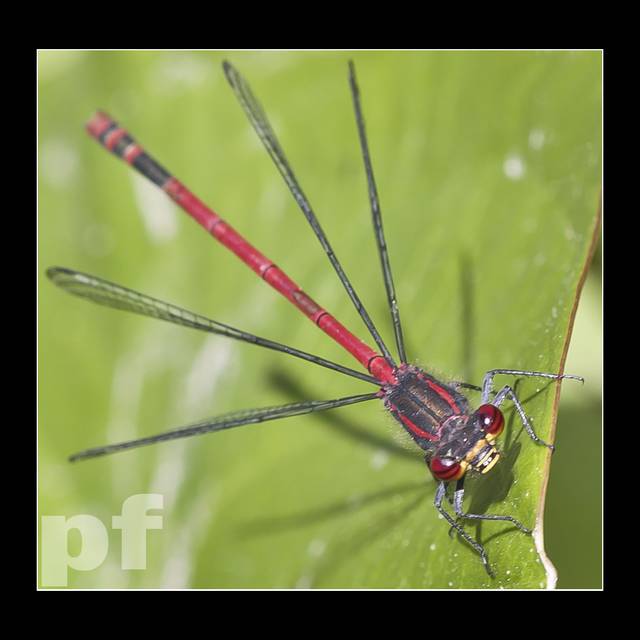 WYBAŁUSZA GAŁY - panfoto