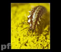 ZJADACZ ŻÓŁTYCH KWIATÓW