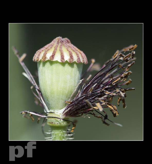 TAKIE COŚ - panfoto