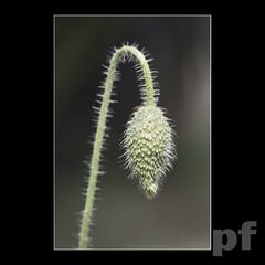 ZWIS SMĘTNY, NIEDEPILOWANY