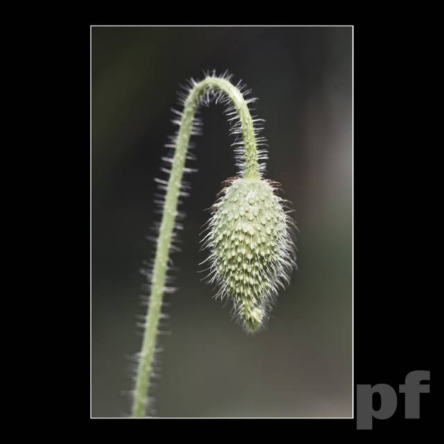 ZWIS SMĘTNY, NIEDEPILOWANY - panfoto