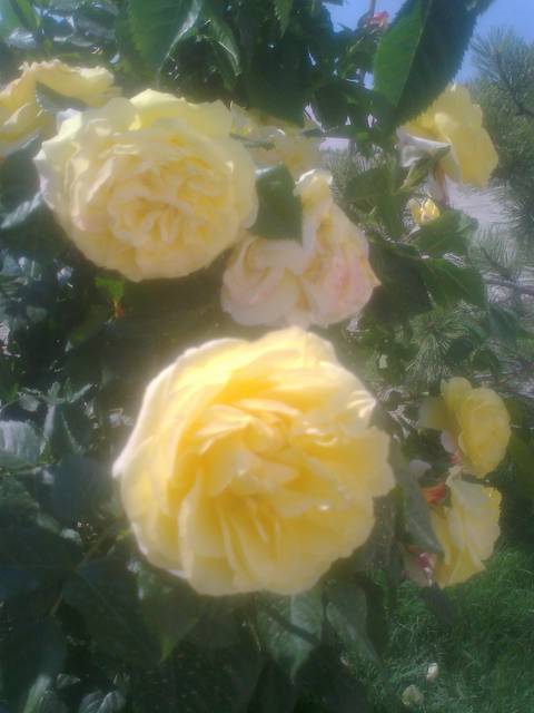 czasem trzeba takie piękno - dmrdm