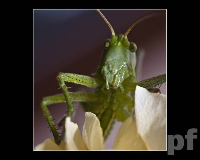 POZNAM MŁODĄ PIĘKNĄ I BOGATĄ - panfoto
