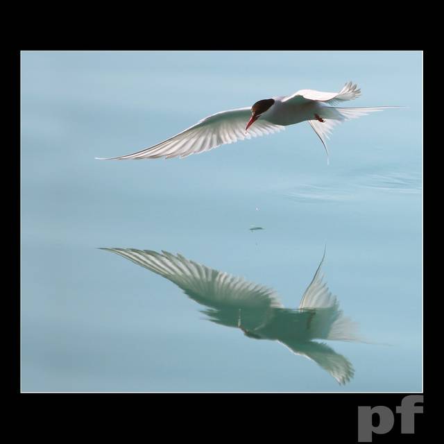 POLICZYSZ KROPELKI ? - panfoto