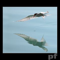 POLICZYSZ KROPELKI ?