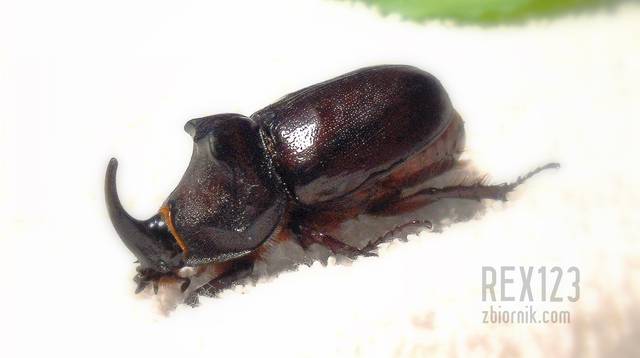 Żuczek mały - rex123