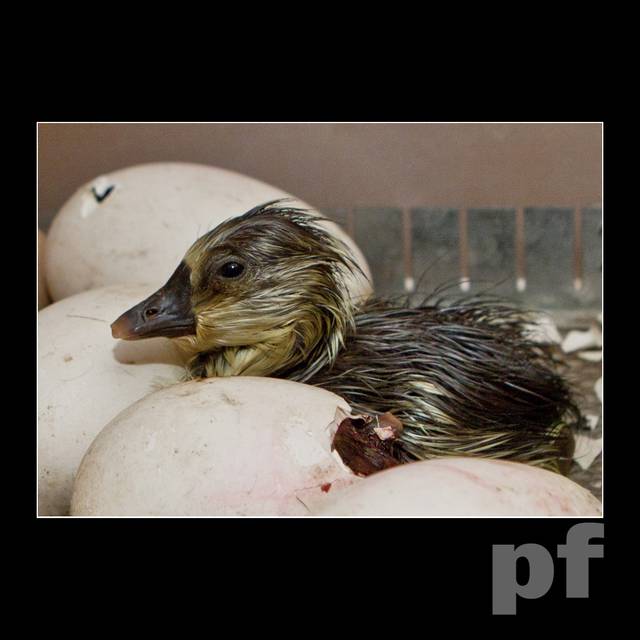 JUŻ JESTEM - panfoto