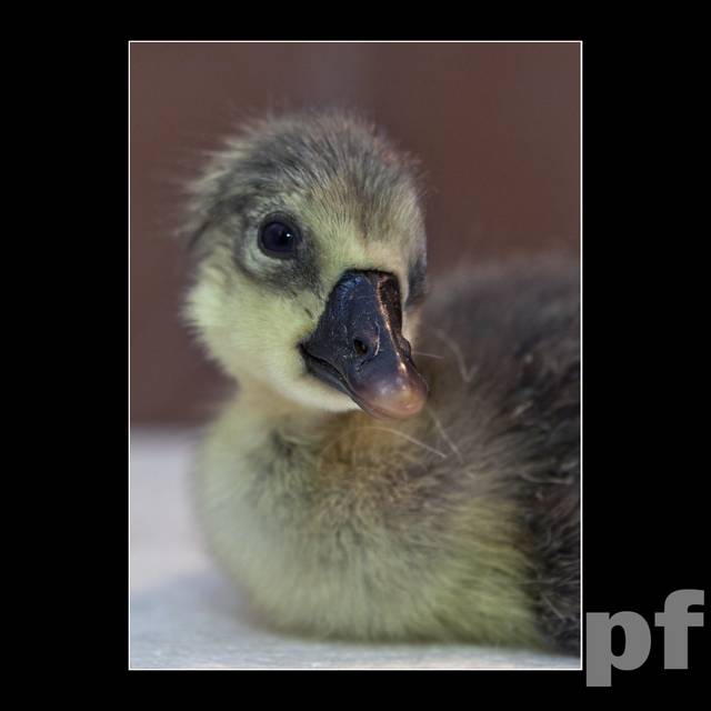 MIŁO TUTAJ... - panfoto