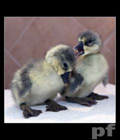 KOLEŚ - PORA W ŚWIAT WYRUSZYĆ