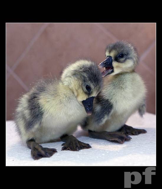 KOLEŚ - PORA W ŚWIAT WYRUSZYĆ - panfoto