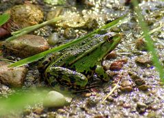 mój żaboland - fragment