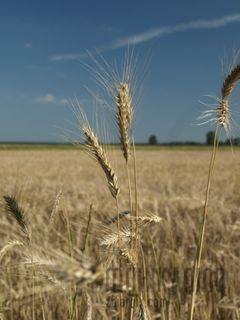 Lato,lato,lato ah to Ty!