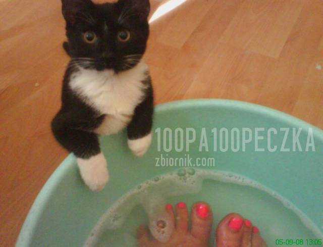 ja & kociak - 100pa100peczka