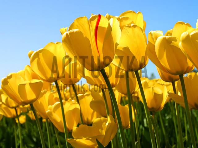 Tulips.jpg - anituszka