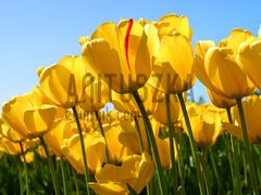 Tulips.jpg