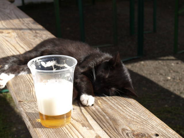 Kotek;-) - Mohikanin0