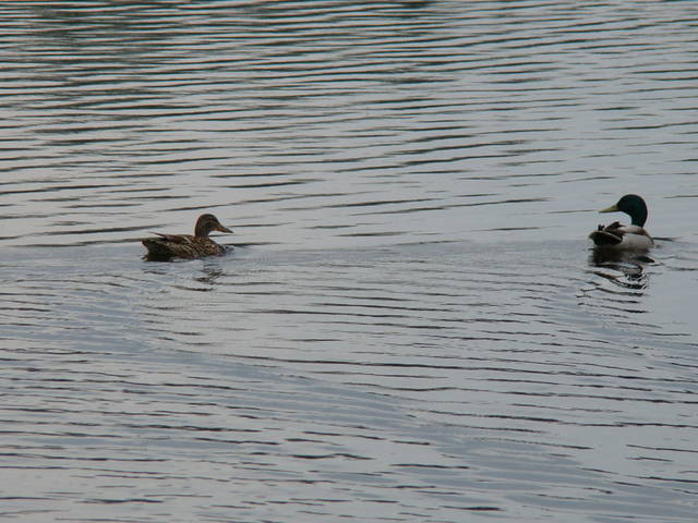 na stawach - bogdan2003
