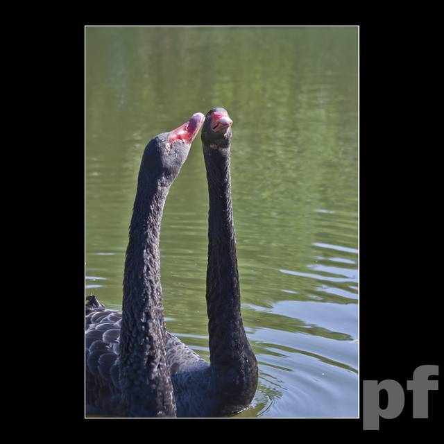 NIEWYMOWNE ROZKOSZE - panfoto