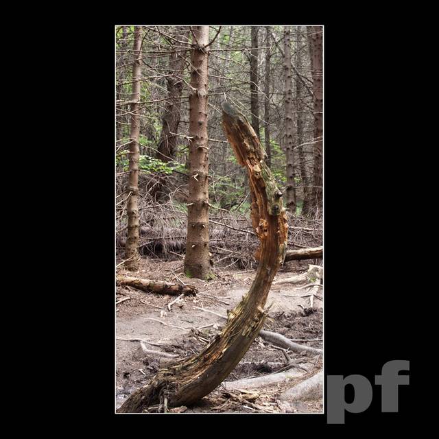 BIESZCZADZKIE KILMATY - I CO Z TEGO ŻE KRZYWY ? - panfoto