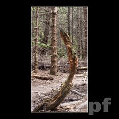 BIESZCZADZKIE KILMATY - I CO Z TEGO ŻE KRZYWY ?