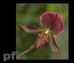 ...JAK FILIP Z KONOPII...