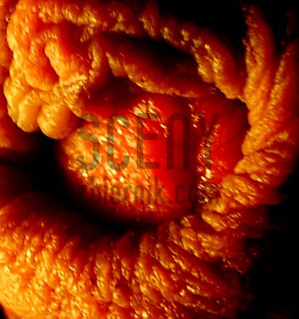 1300748734-picsay.jpg - sceny