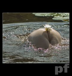 GRZMOTNĘŁA SALWA - GACIE OPADŁY - I UKAZAŁA SIĘ...