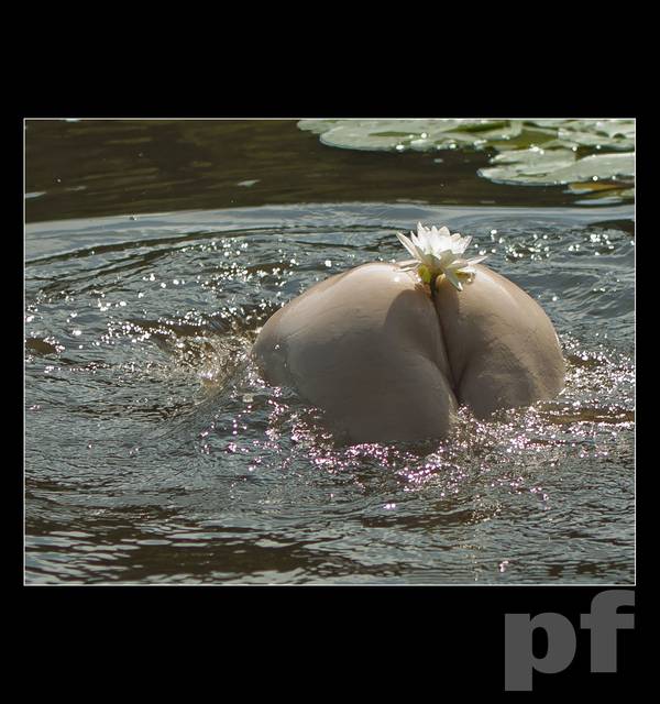 GRZMOTNĘŁA SALWA - GACIE OPADŁY - I UKAZAŁA SIĘ... - panfoto