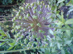 dla Maryni nie zapominam o Tobie