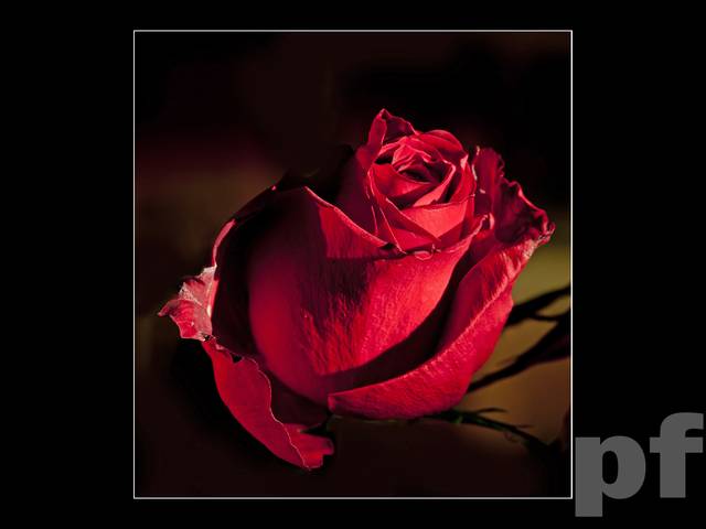 WSZYSTKIM MOIM WIELBICIELKOM - panfoto