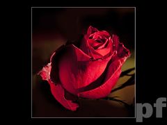 WSZYSTKIM MOIM WIELBICIELKOM