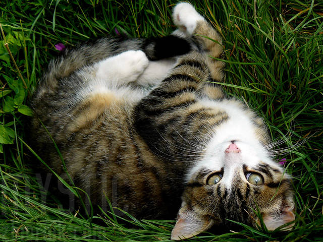 Prawdziwa KICIA - mystic