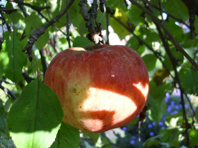 jabłuszko - walek45