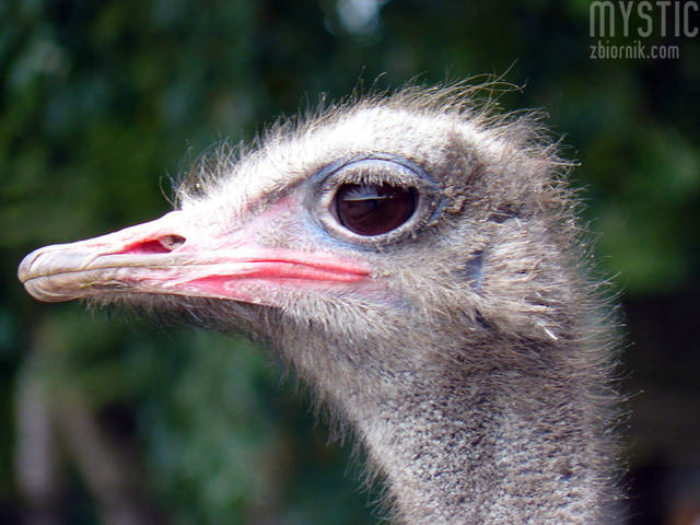 Mam na Ciebie oko - mystic