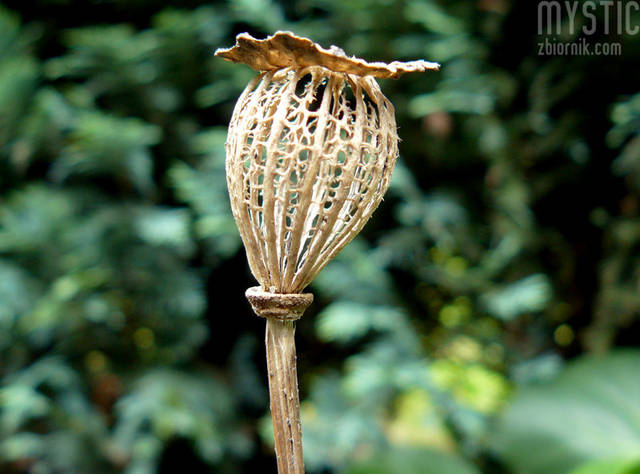 Siała baba mak - mystic