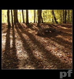 JESIENNY POŻERACZ LIŚCI